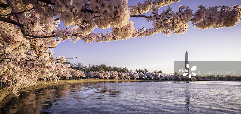 樱花全景图图片素材