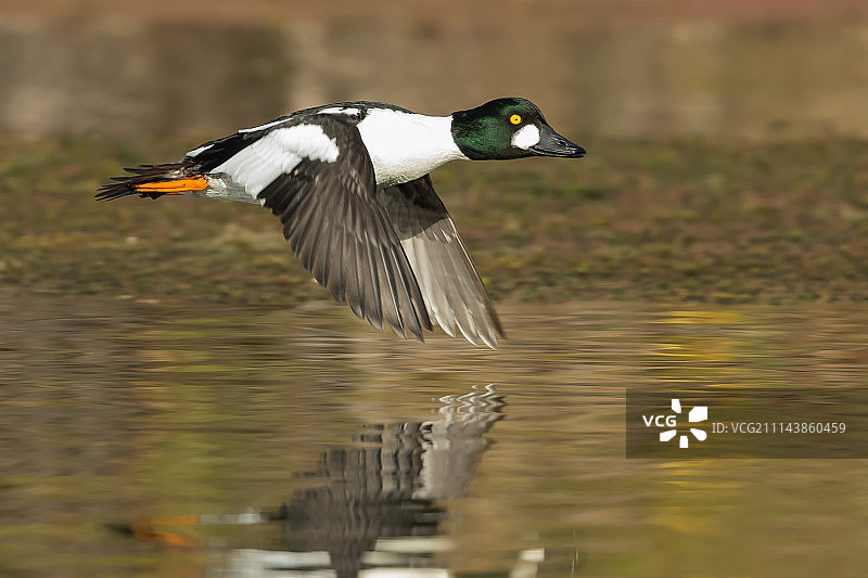 飞行中的金色的眼睛图片素材