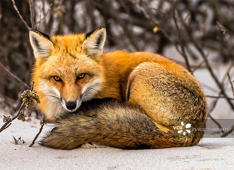 舒适的红狐图片素材