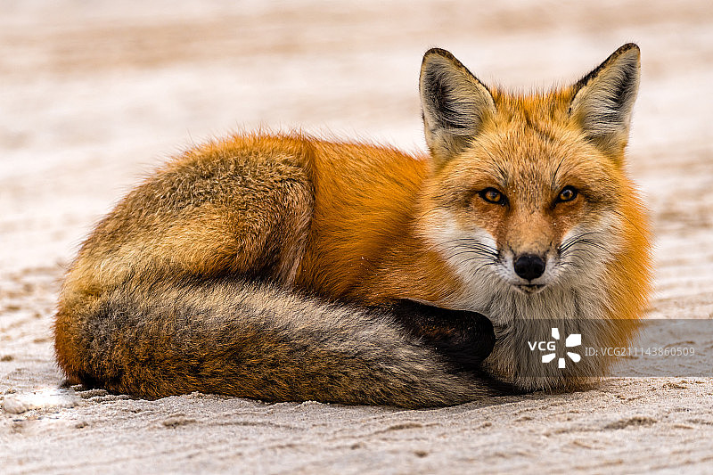 沙地上的红狐图片素材