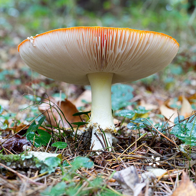 精致的图片素材