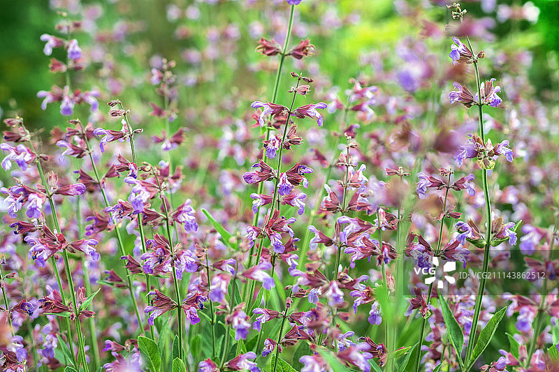 鼠尾草花图片素材