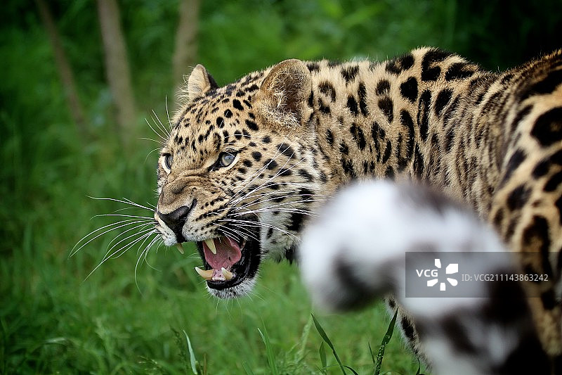 黑龙江豹图片素材