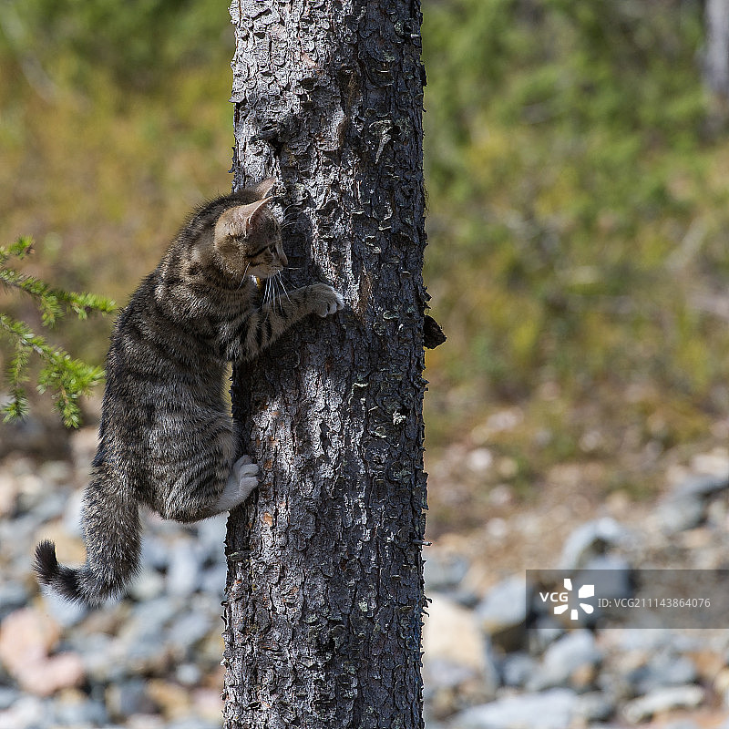 树上的猫图片素材