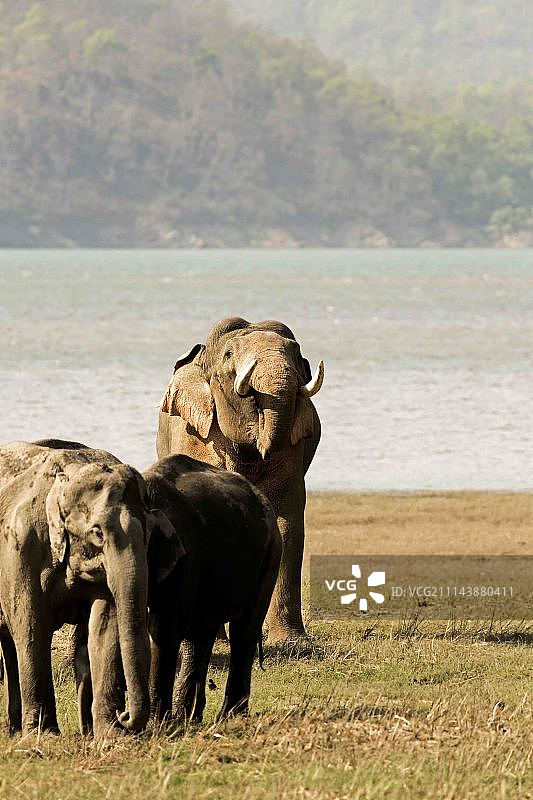 裂唇嗅!!!图片素材