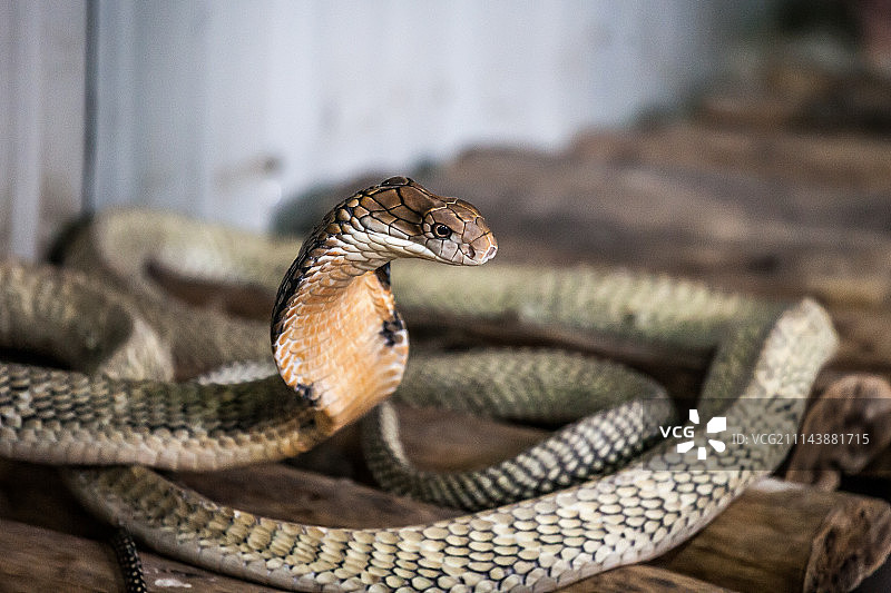 眼镜王蛇图片素材
