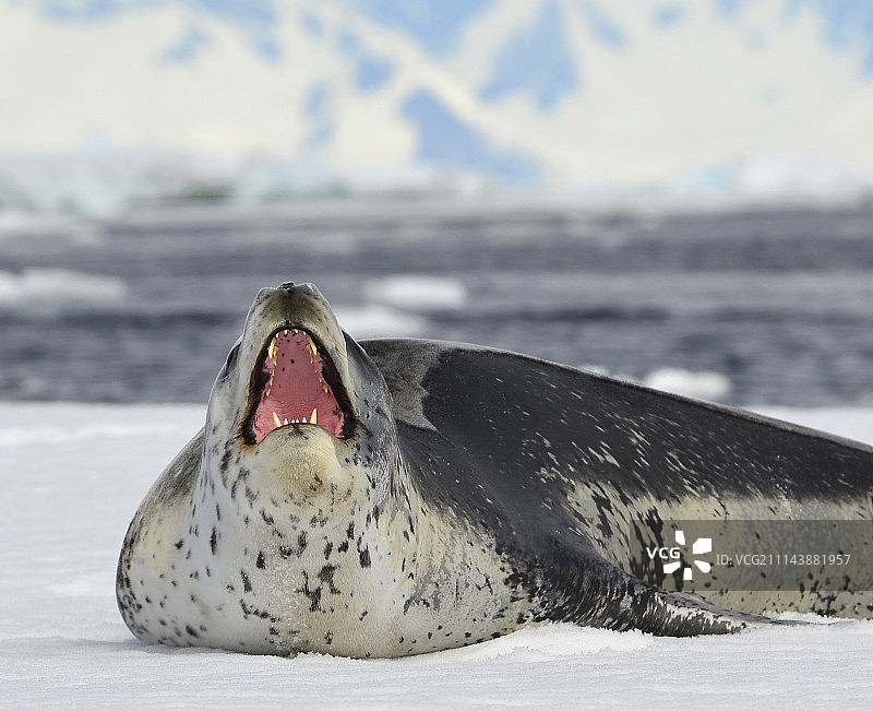 南极洲的海豹图片素材