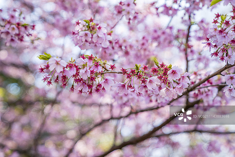 新宿御苑的樱花季图片素材