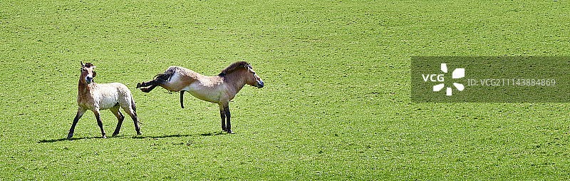 绿草地上的普氏野马图片素材