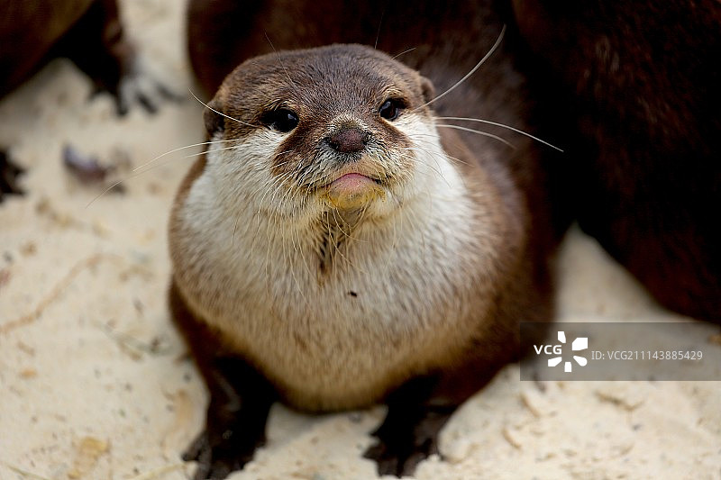 亚洲小爪水獭图片素材