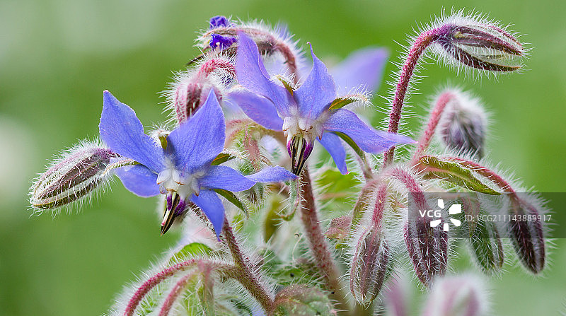 琉璃苣图片素材