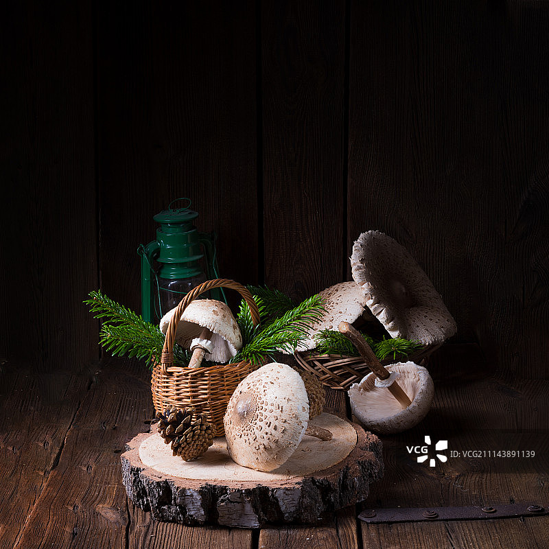 大环柄菇图片素材