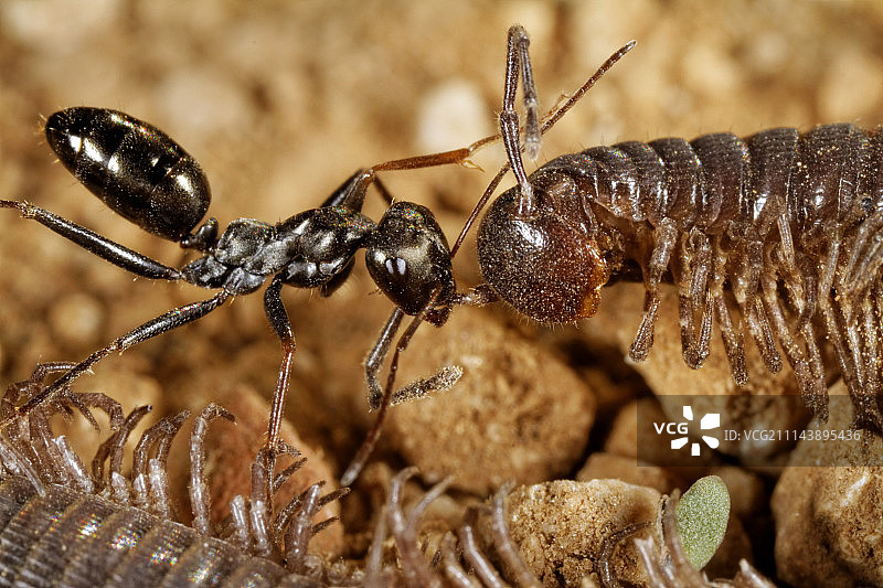 蚂蚁拖着蜈蚣图片素材