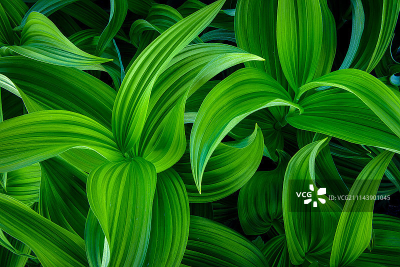 和谐，雷尼尔山国家公园，华盛顿州图片素材