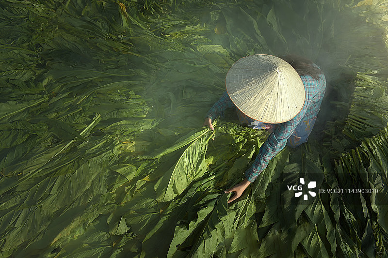 农民在改造后的烟田中种植烟草图片素材