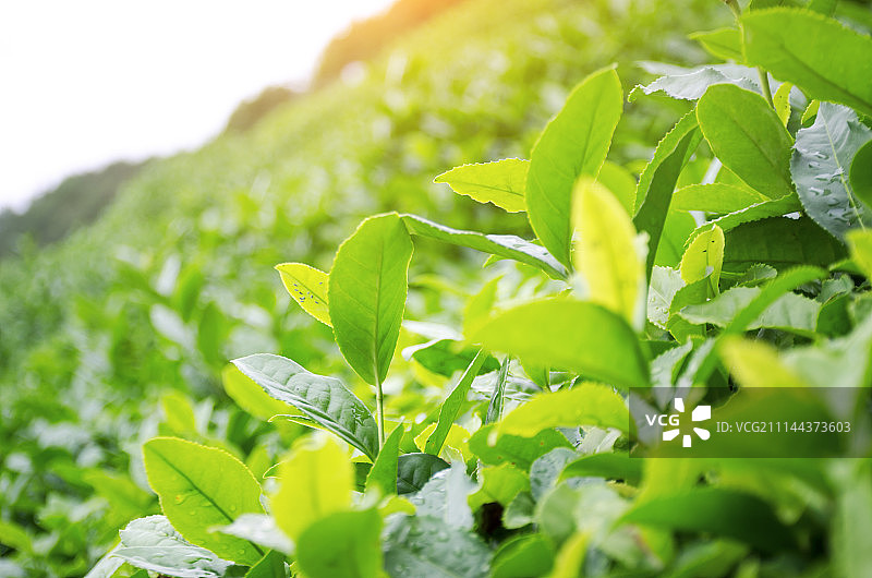 清晨茶园图片素材