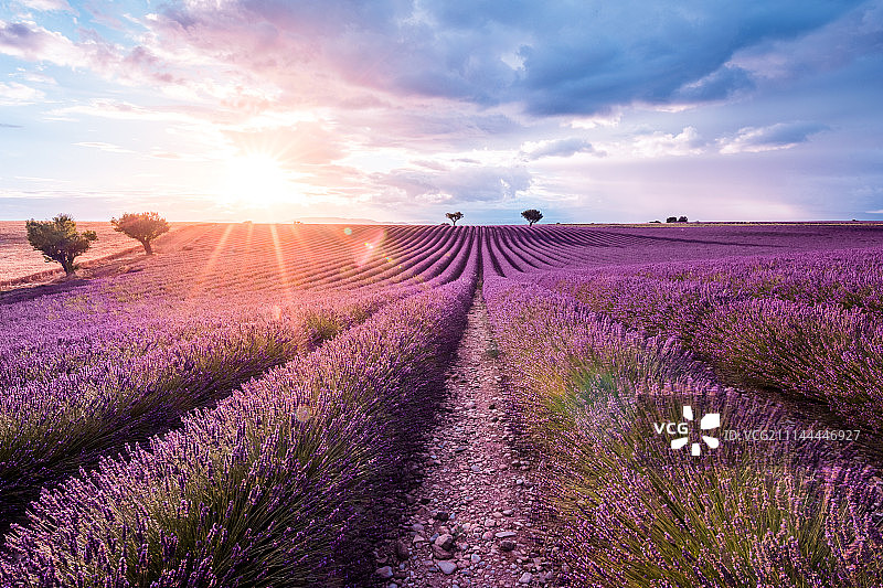 紫色香气图片素材