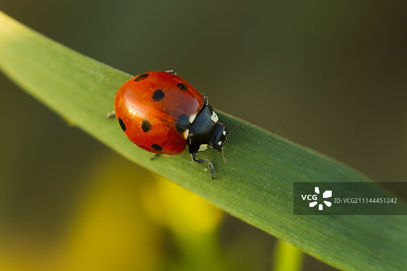 绿草中的甲虫与瓢虫图片素材