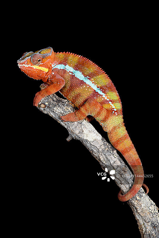 变色龙图片素材