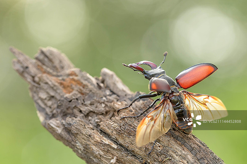 欧洲锹甲图片素材