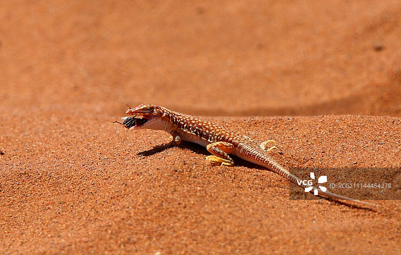 沙漠蜥蜴图片素材