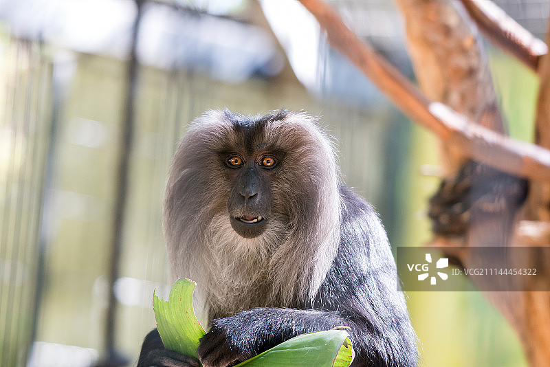 拉马特甘野生动物园之旅图片素材
