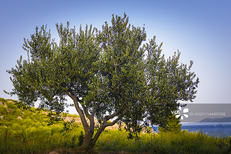 日落时分的橄榄树、大海和岛屿图片素材