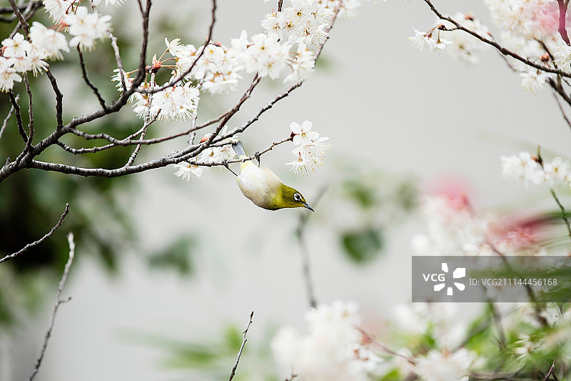 春天的信使图片素材
