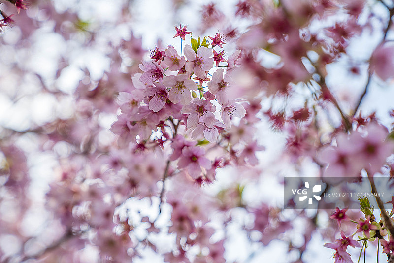 新宿御苑的樱花季图片素材
