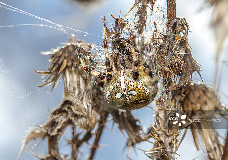 四点园蛛图片素材