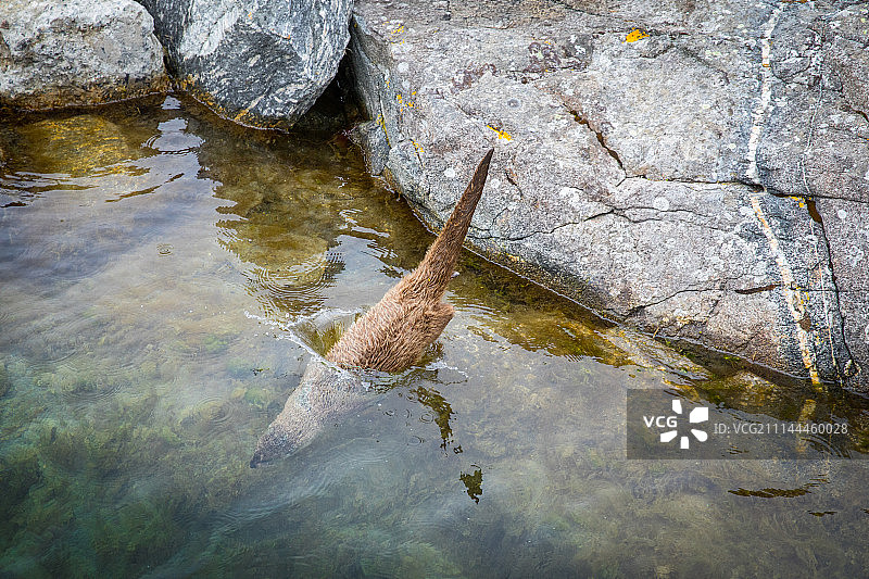 水獭图片素材