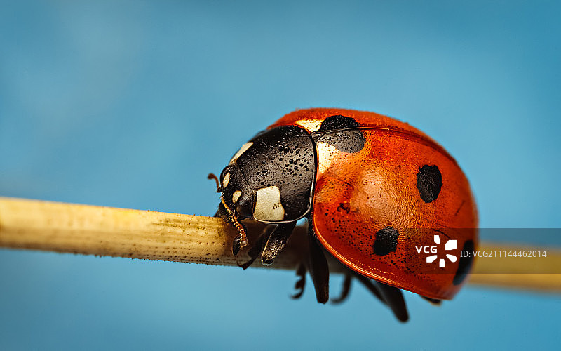 七星瓢虫图片素材