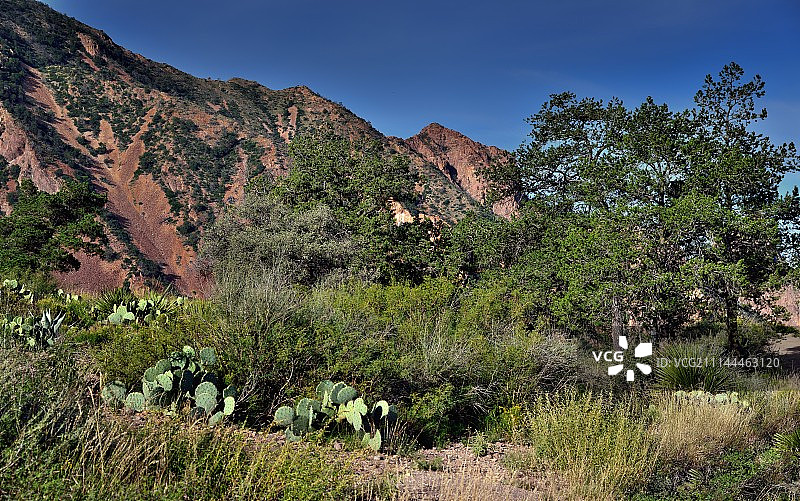 奇索斯盆地的山坡植物背景图片素材