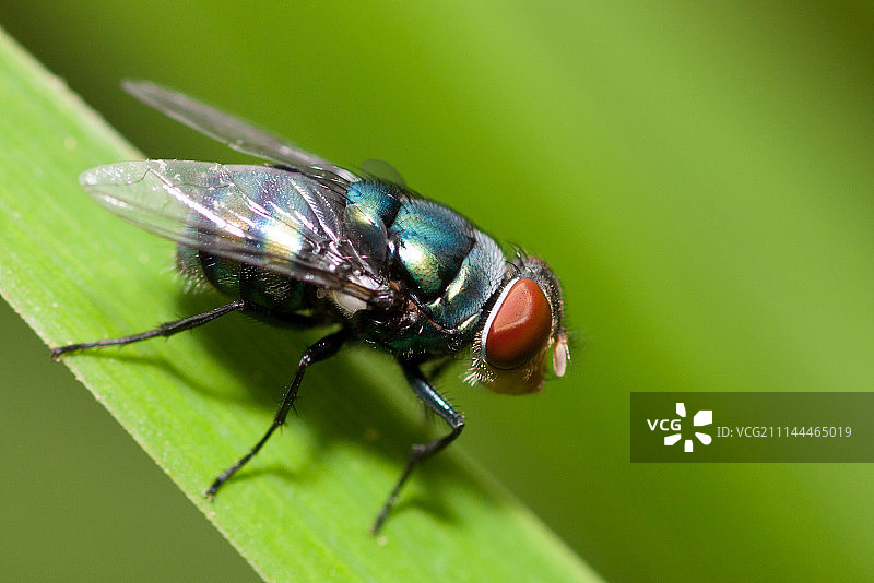 苍蝇复眼图片素材