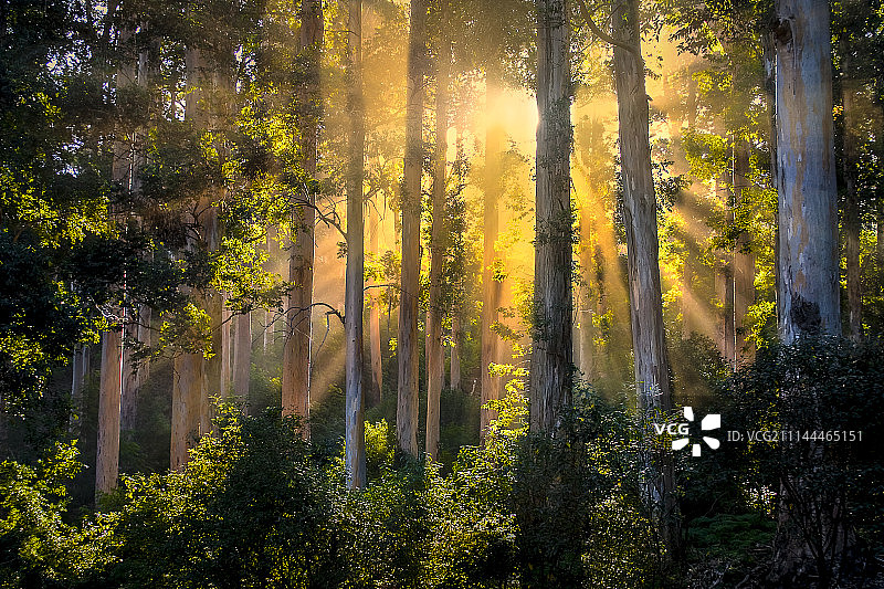 森林之光图片素材