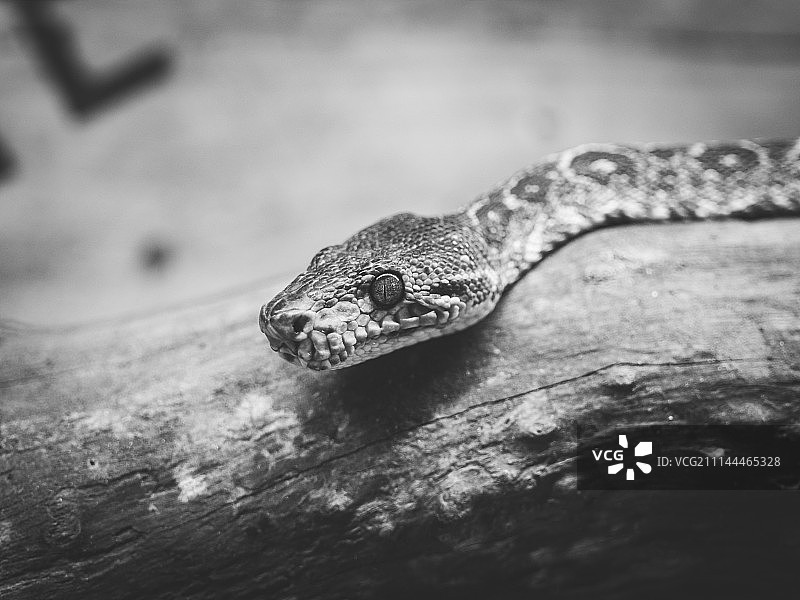 亚马逊树蚺图片素材