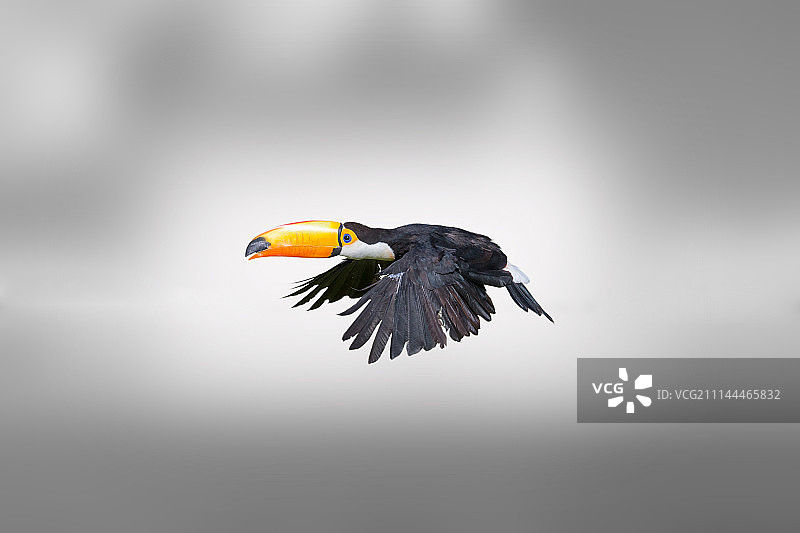 巨嘴鸟，一种热带鸟类图片素材