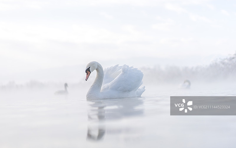 天鹅 肖像图片素材