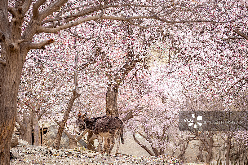 杏花之村阿勒玛勒可图片素材