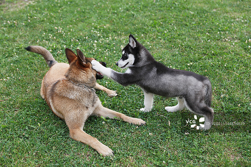 两只嬉戏的狗图片素材