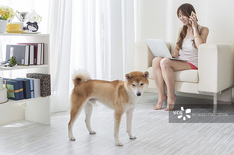 女性,柴犬,使用笔记型计算机图片素材