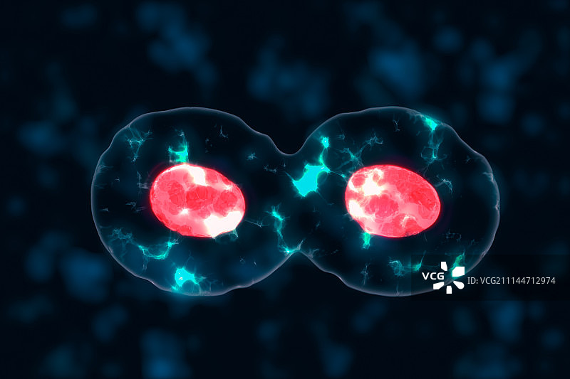 3D建模，细胞分裂模拟图图片素材