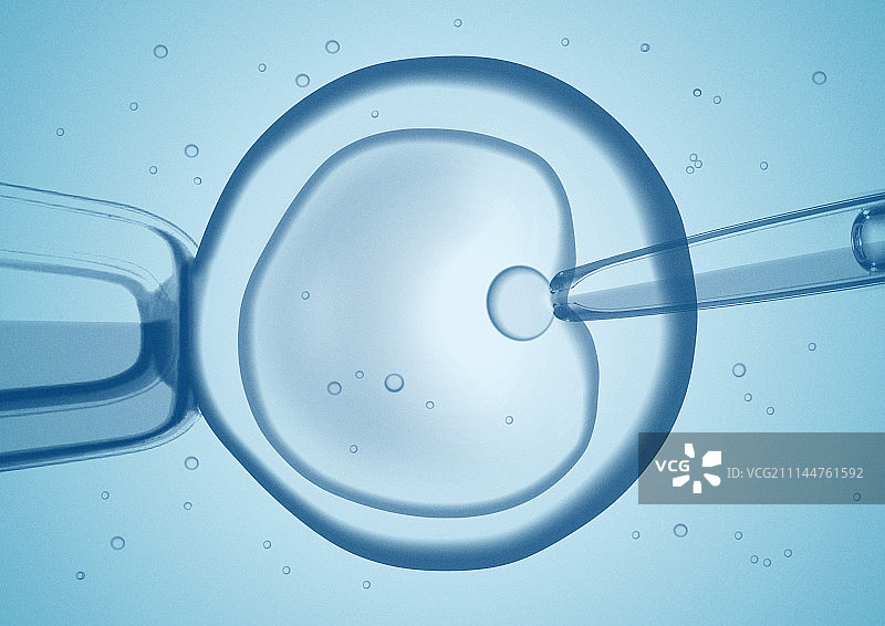 生物 人工授精 卵子 镜子 显微 细胞  融合图片素材