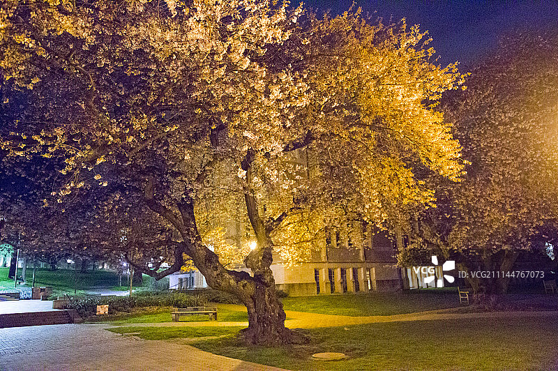 华盛顿大学,西雅图,美国图片素材