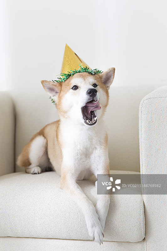 新年,春节,狗年,柴犬图片素材