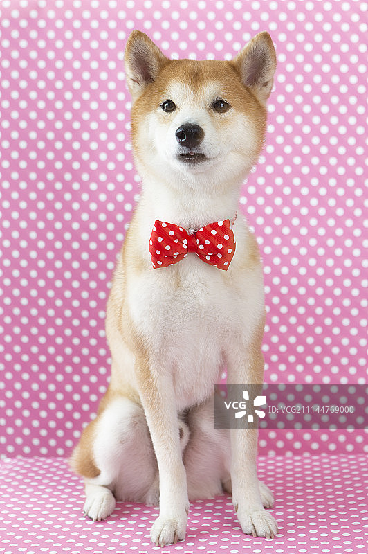 新年,春节,狗年,柴犬图片素材