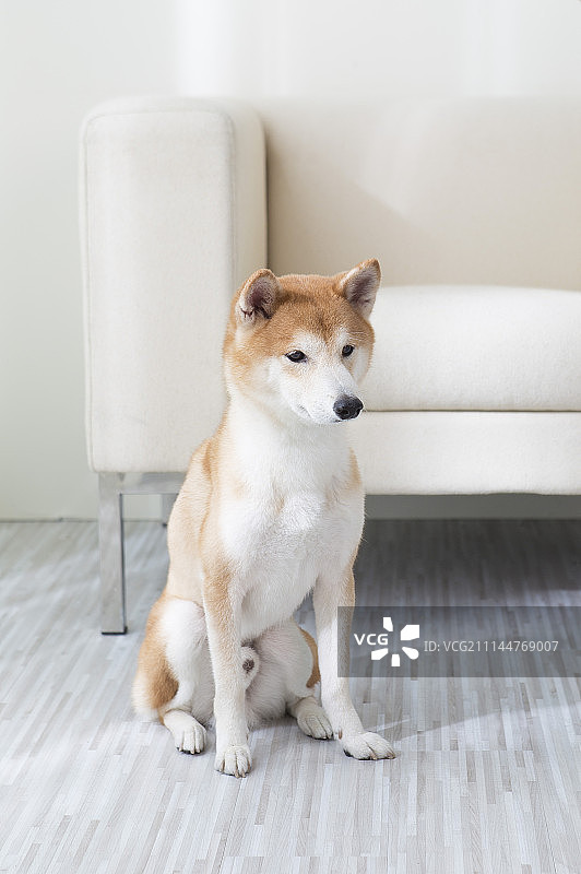 新年,春节,狗年,柴犬图片素材