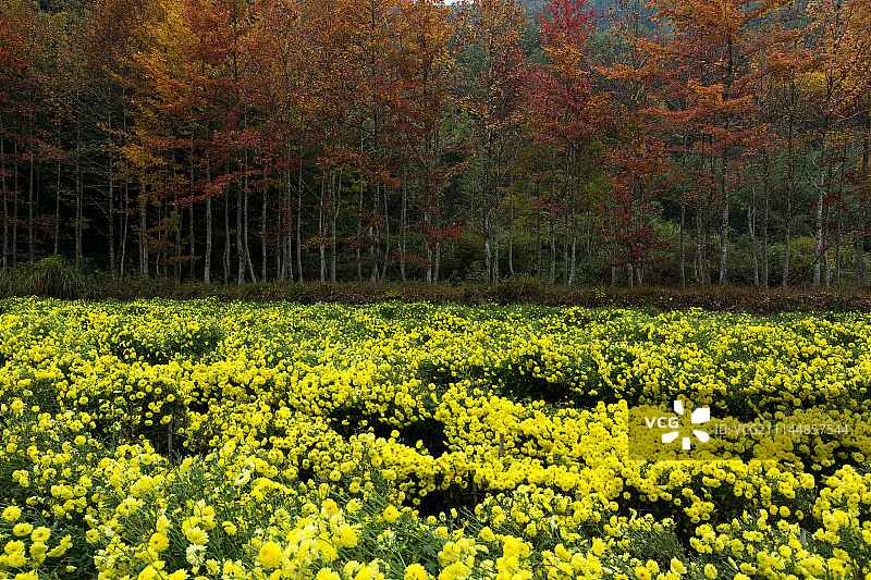 金丝菊与枫树图片素材