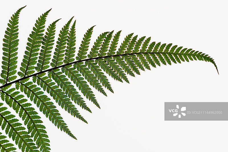 新西兰银蕨图片素材