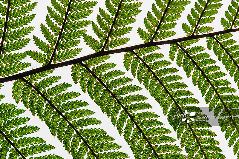 新西兰银蕨图片素材